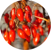 Berberine HCL