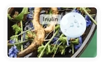 Chicory Root