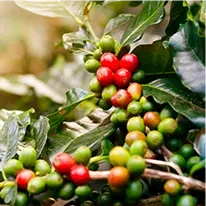 Chlorogenic Acid