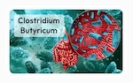 Clostridium Butyricum