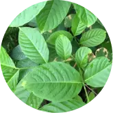 Corosolic Acid