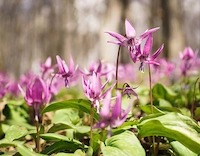 Corydalis