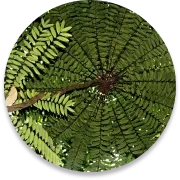 Eurycoma longifolia root