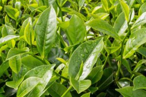 Green Tea Leaf