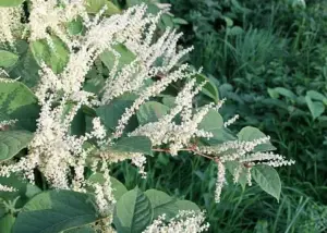 Japanese Knotweed