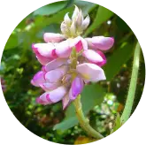 Kudzu Flower