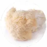 Lions-Mane-Mushroom