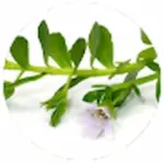 Memoshield Bacopa-Monnieri