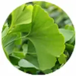 Memoshield Ginkgo-Biloba