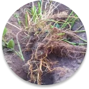 Nettle root