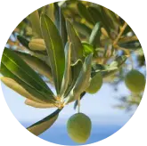 Oleuropein
