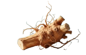 Rhodiola Rosea
