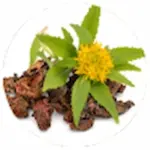 Rhodiola-Rosea-Extract