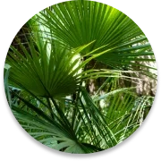 Saw palmetto extract